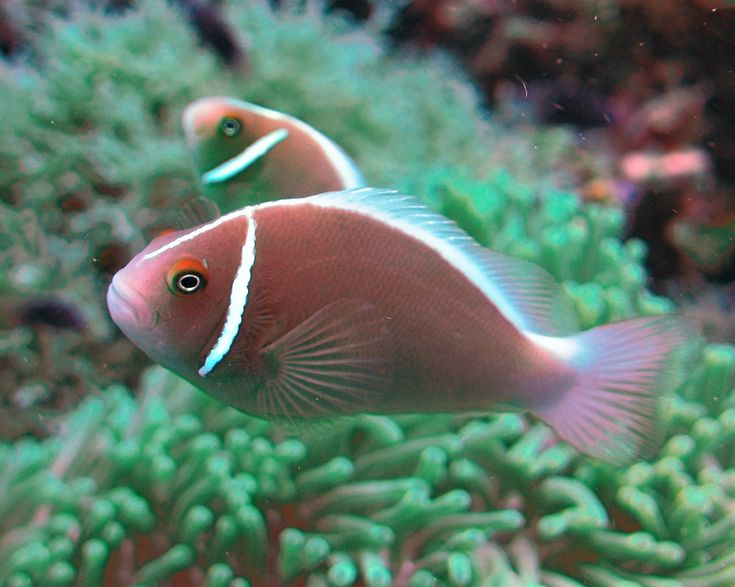Amphiprion perideraion
