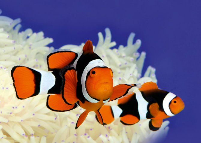 Onyx Percula Clownfish