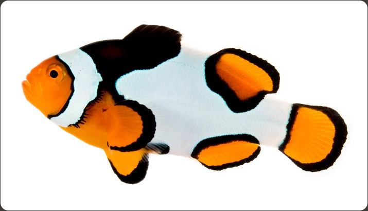 Premium Picasso Clownfish