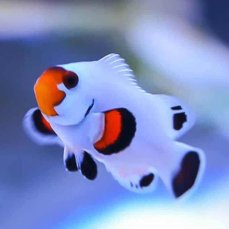 Wyoming White Clownfish