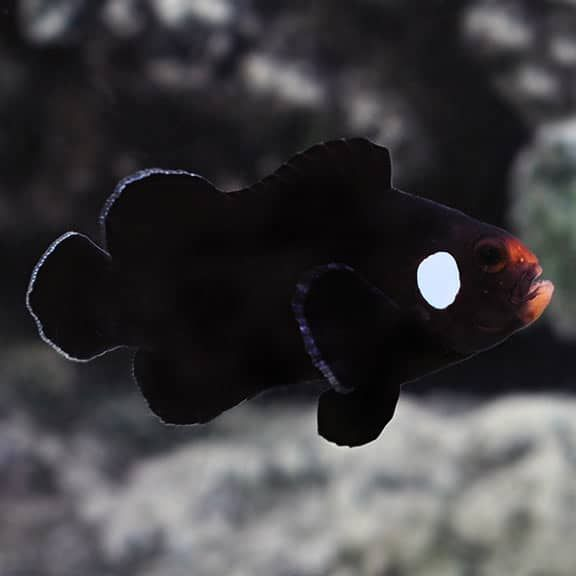 Domino Ocellaris Clownfish