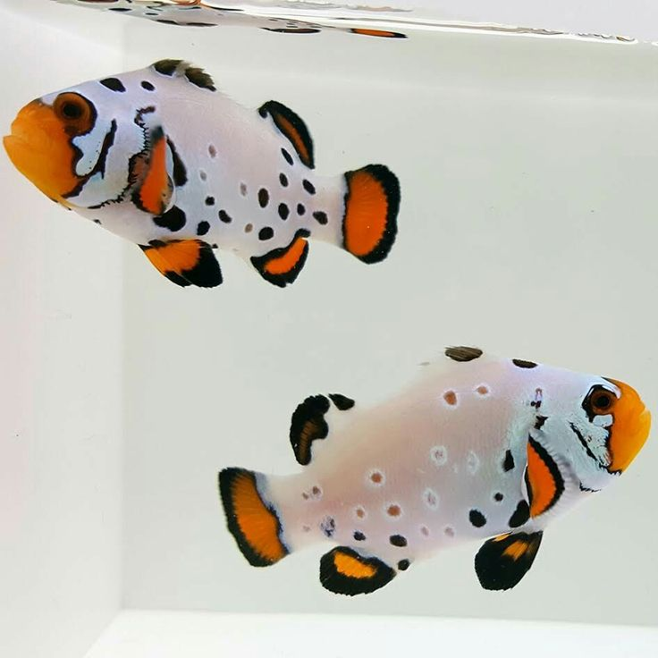Frostbite Clownfish