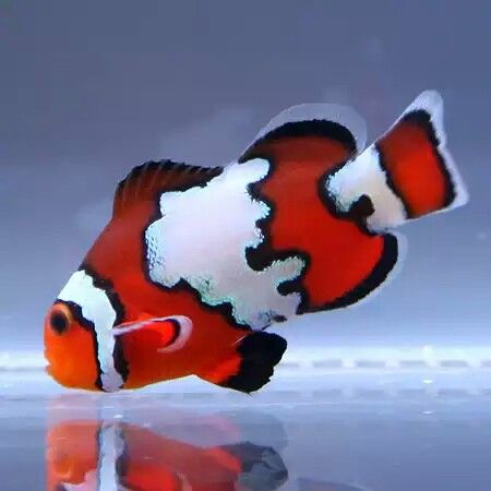 Black Ice Clownfish
