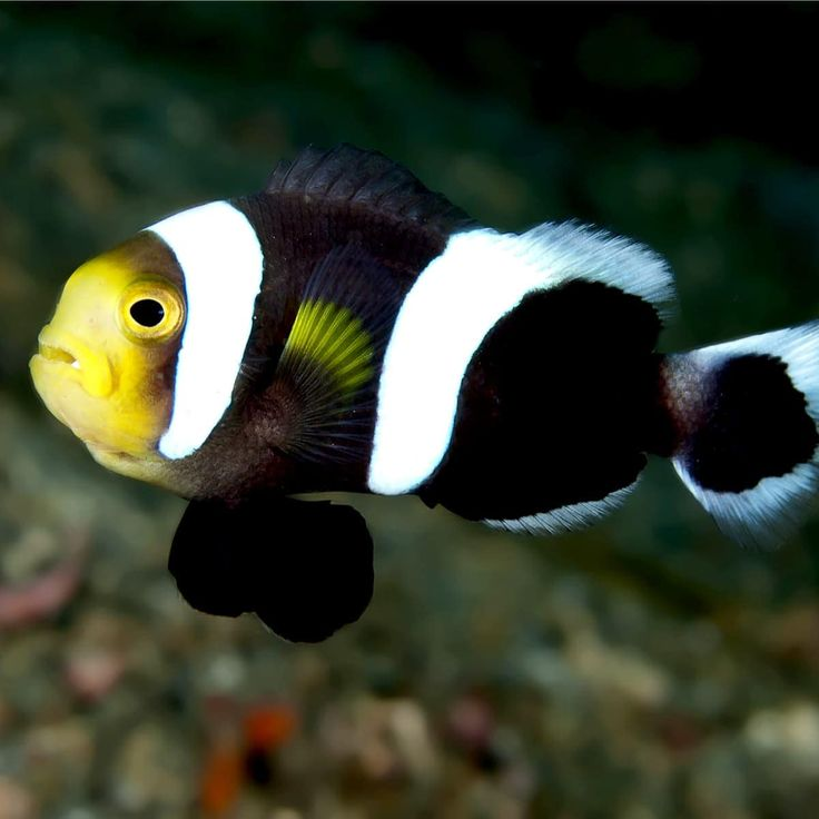 Amphiprion polymnus