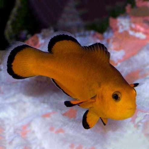 Nearly Naked Clownfish