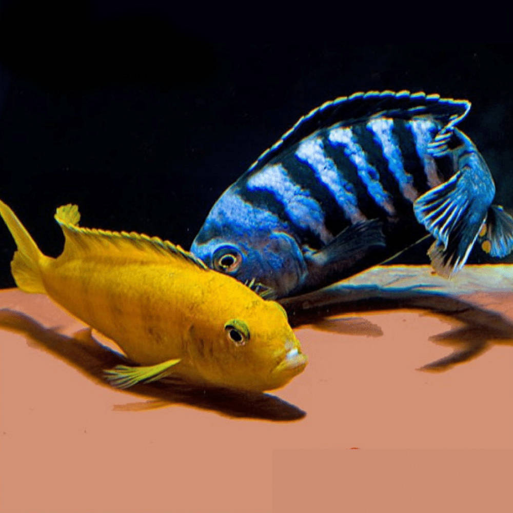 Male and Female Pseudotropheus saulosi