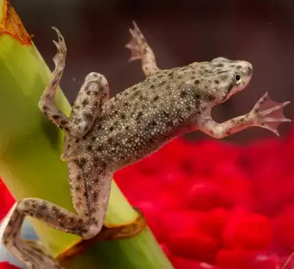 African Dwarf Frog
