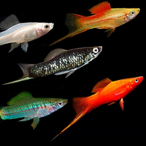 How Many Swordtails Should Be Kept Together?
