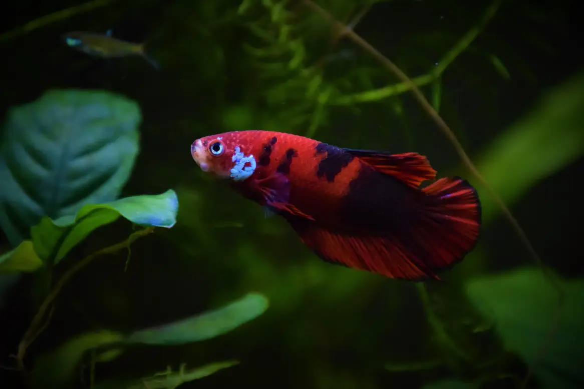 Betta in naturally scaped planted tank
