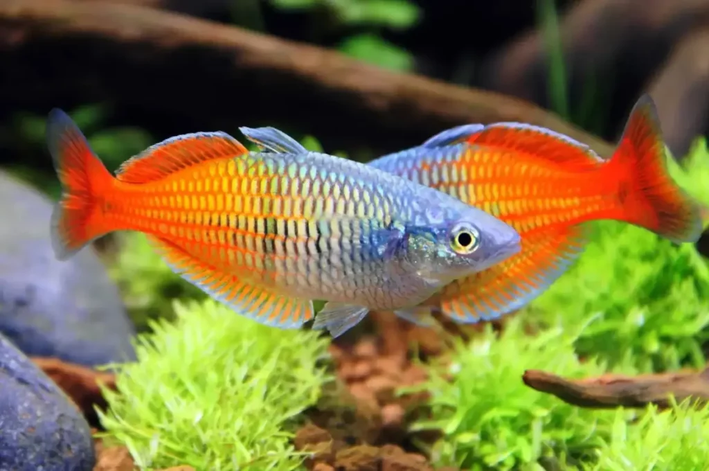 Boeseman's Rainbowfish
