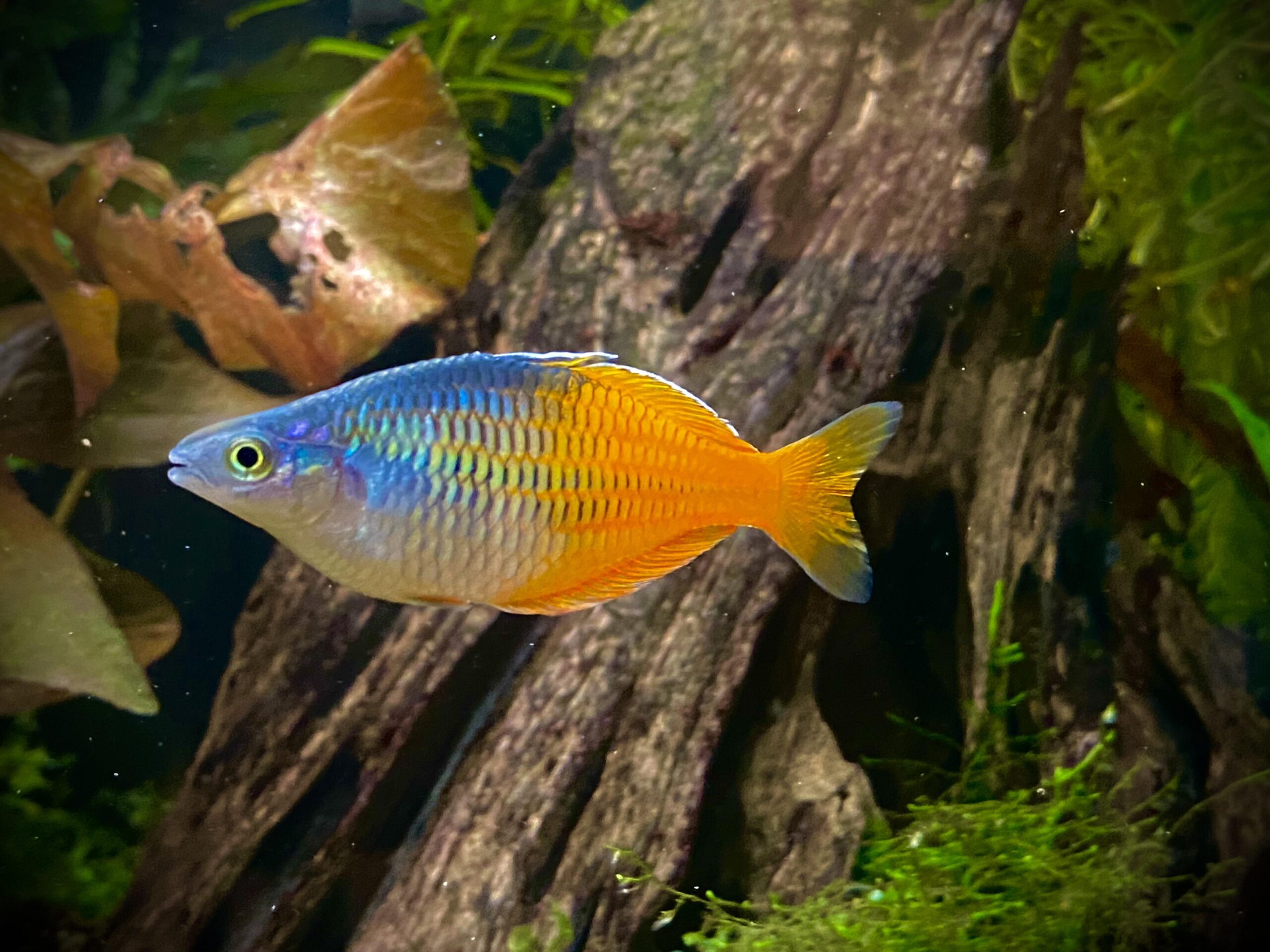 Boeseman's Rainbowfish in a planted community tank