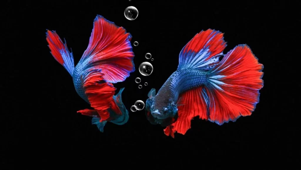 Behavioral Patterns of Betta Fish