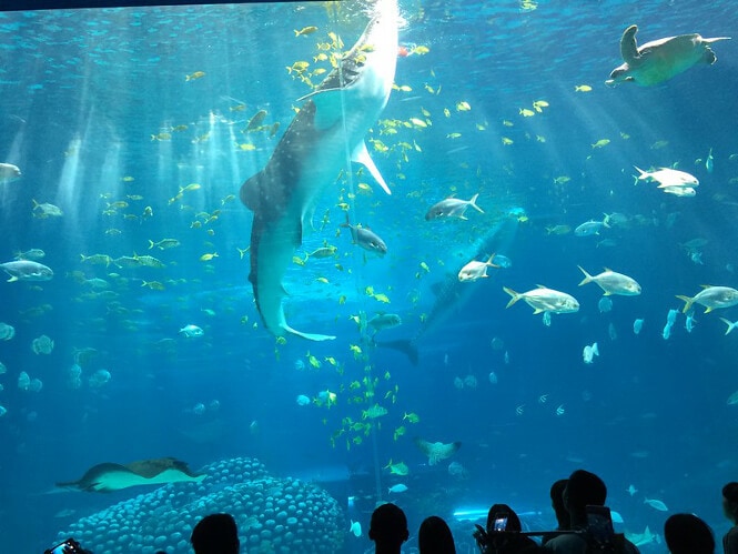 Pictured, A view from the insides of the largest aquarium in the world.