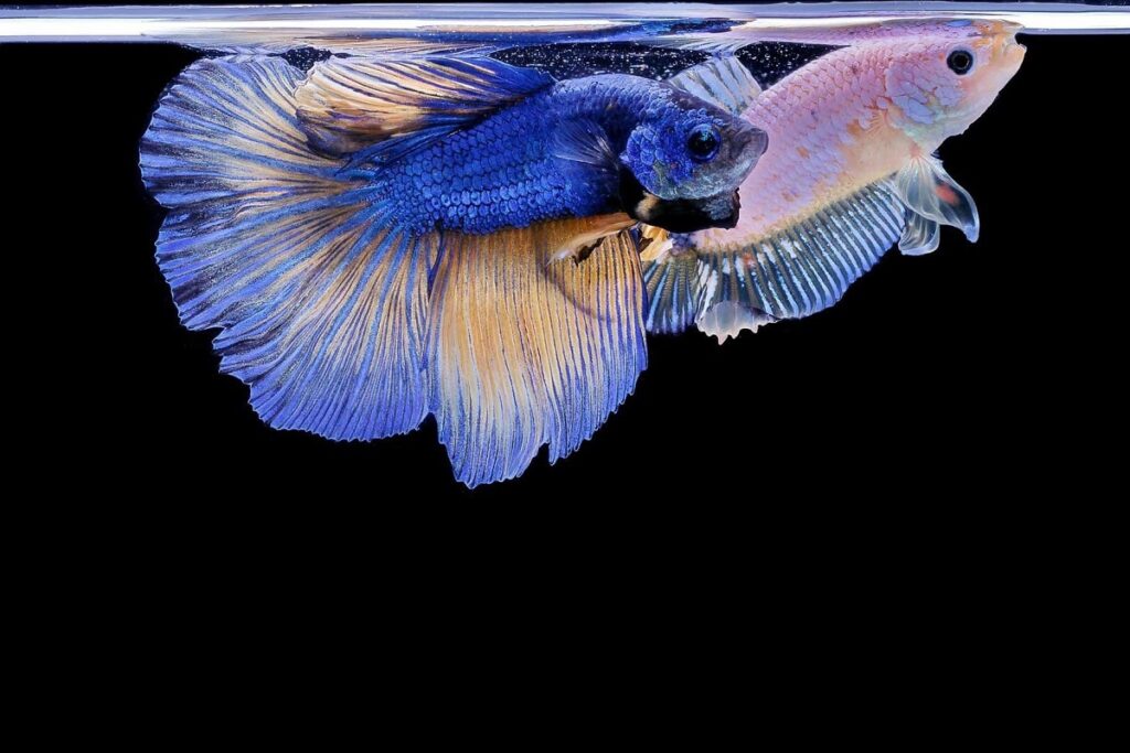 Male and Female Betta Fish