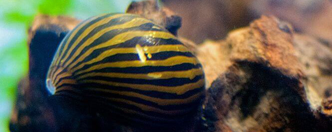 Nerite Snail