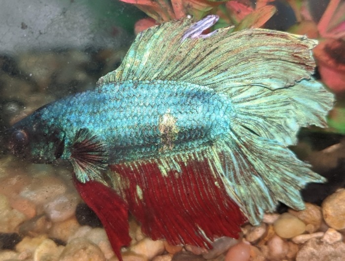 Close up of an old Betta fish