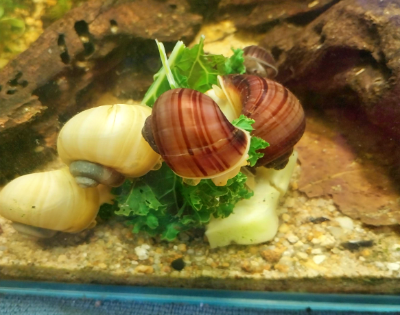 Snail Feast