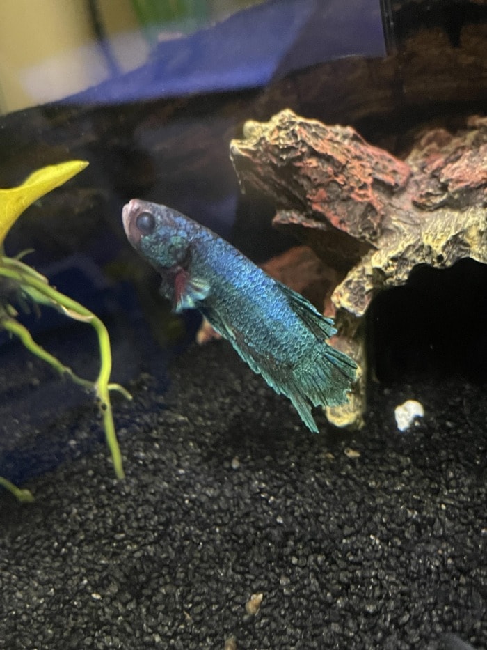 pictured, Sick fish water change