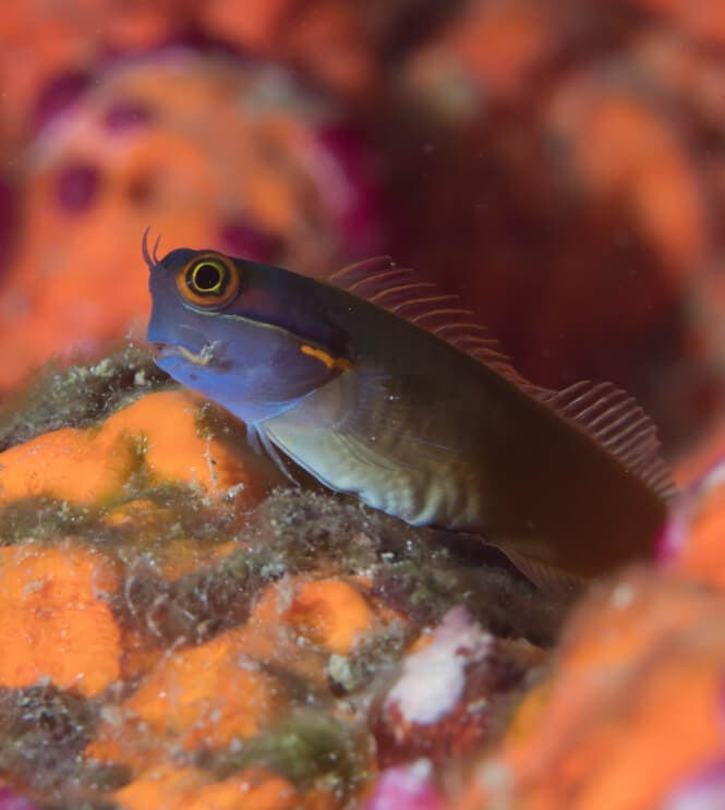 Closup photo of a Tailspot Blenny