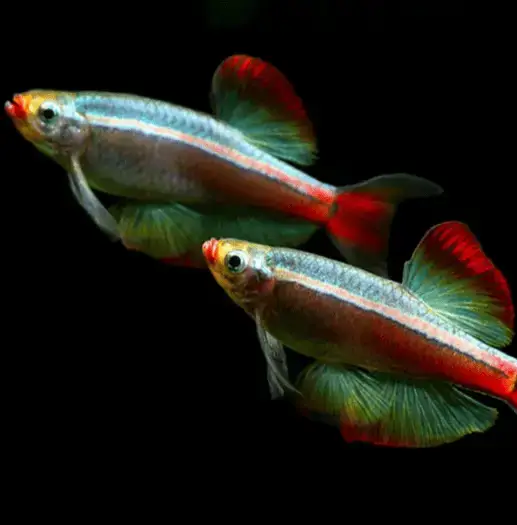 White Cloud Mountain Minnows (Tanichthys albonubes)