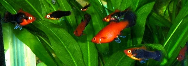 Ideal Group Size for Platies