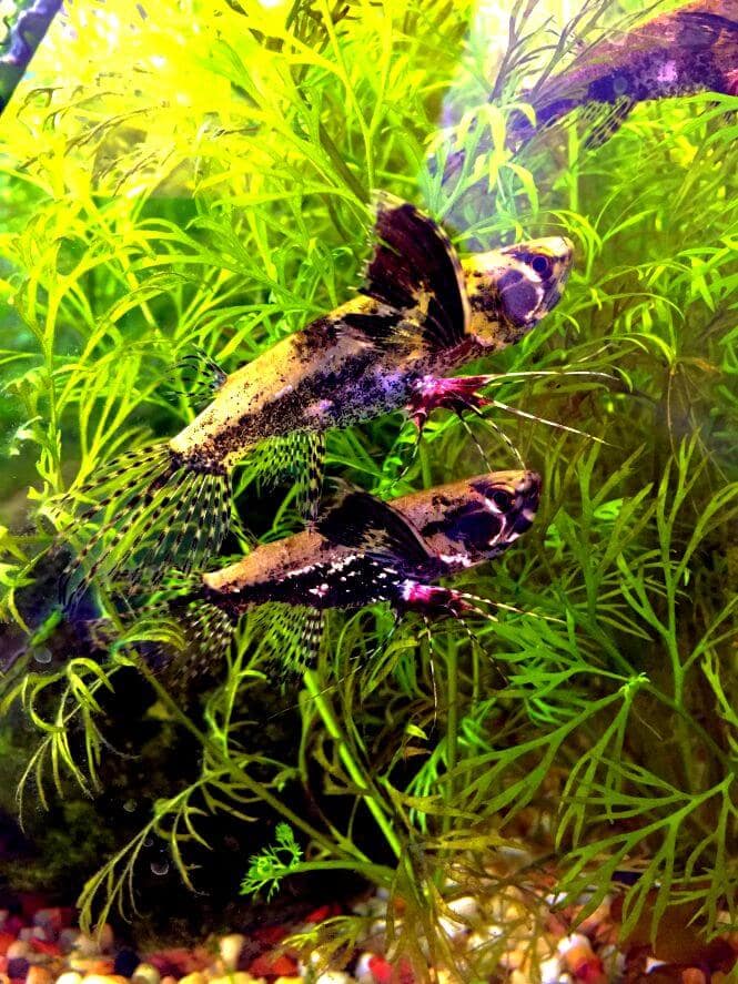 Two African Butterfly Fish showing off their color saturation