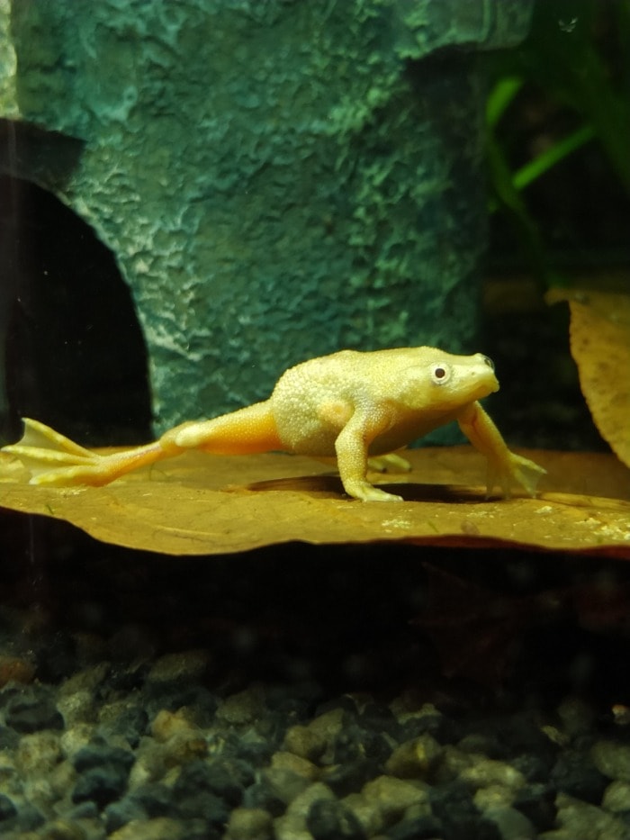 A golden African dwarf frog relaxing on a leaf underwater