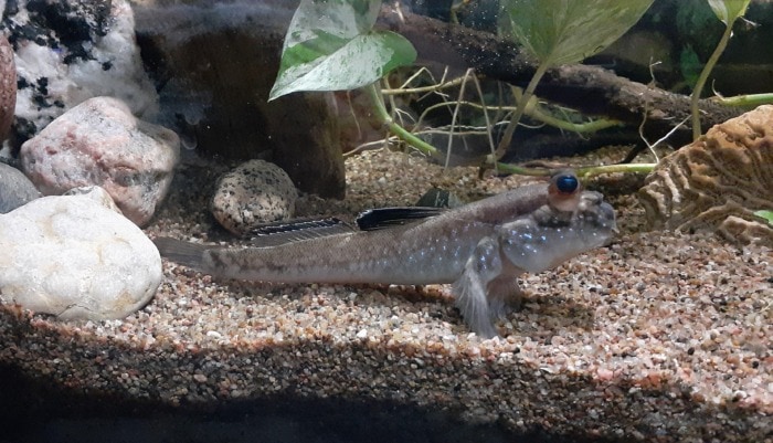 Dwarf Indian Mudskipper resting at the bottom of a brackish tank