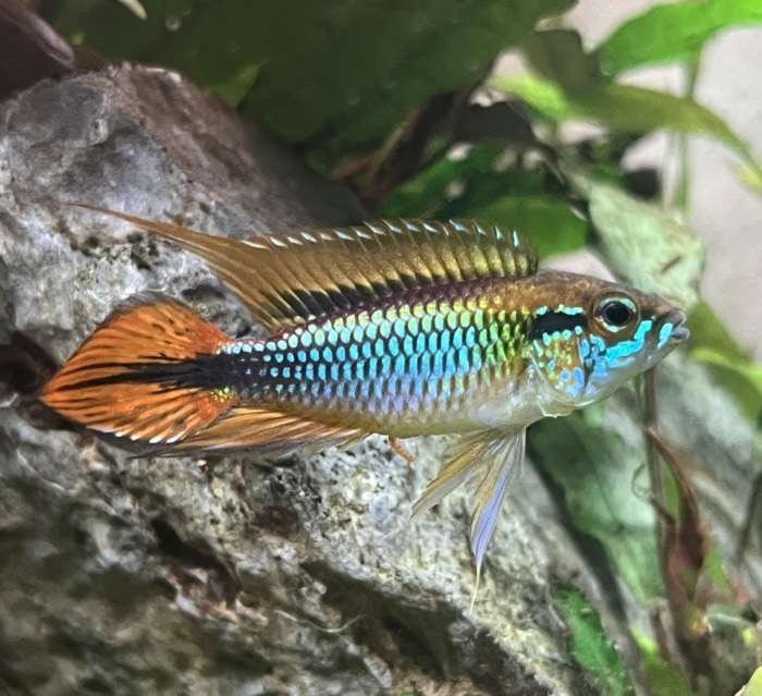 Pictured, agassizii dwarf cichlid