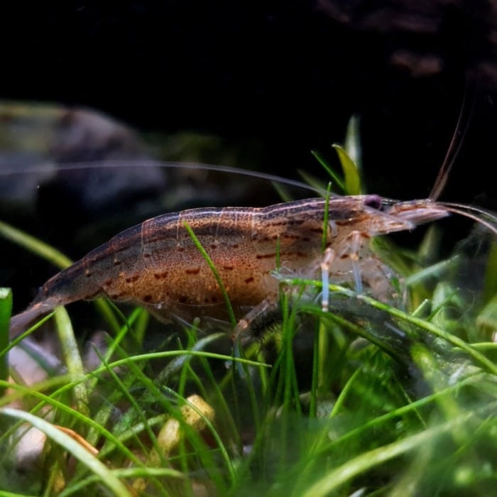 amano shrimp