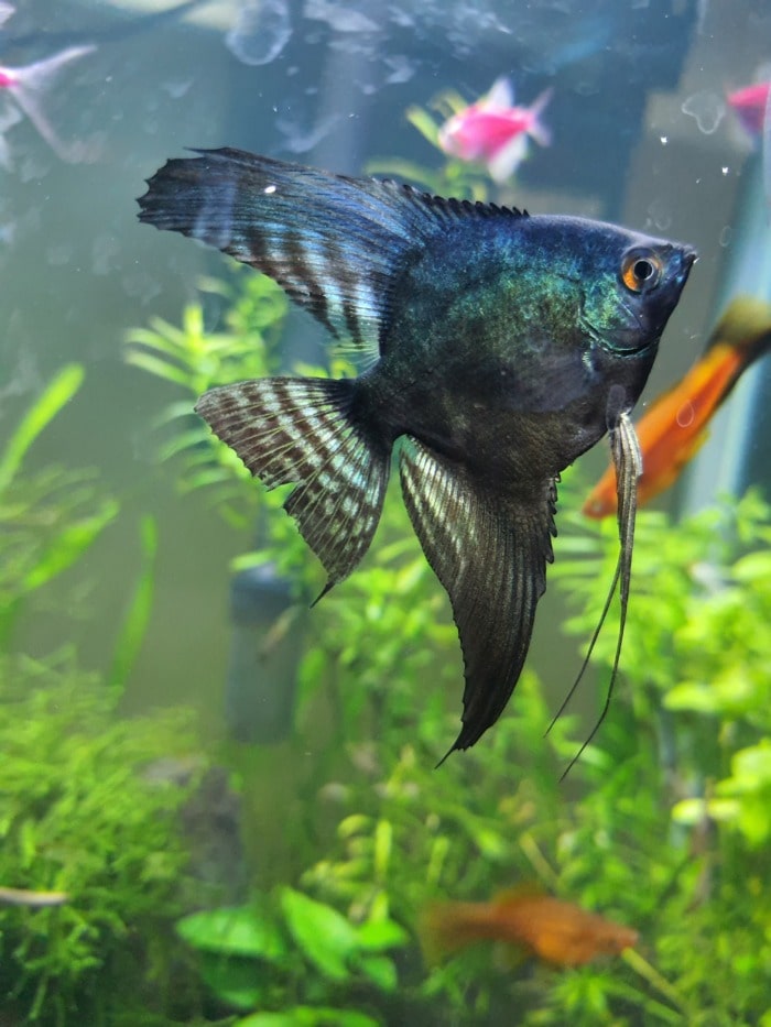 a sizeable anglefish in its planted aquarium
