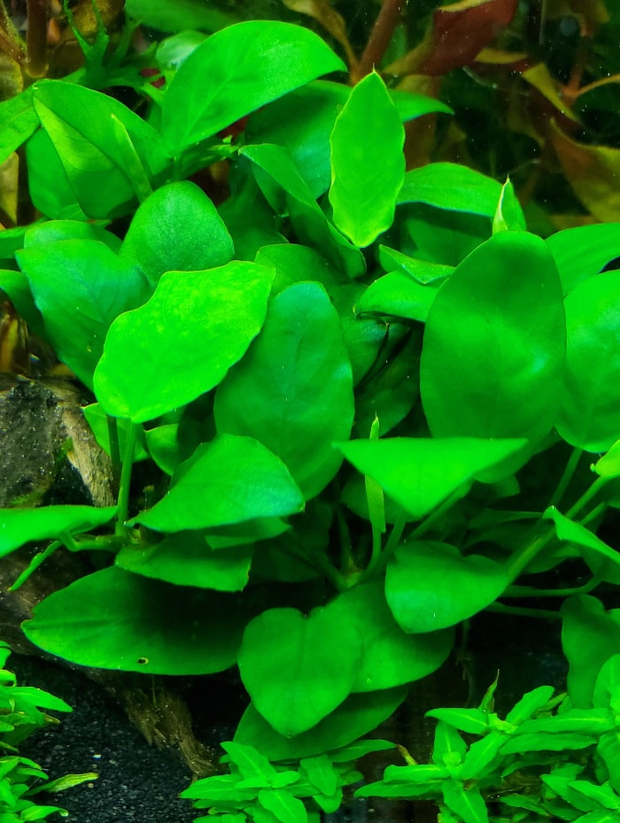 anubias nana petite