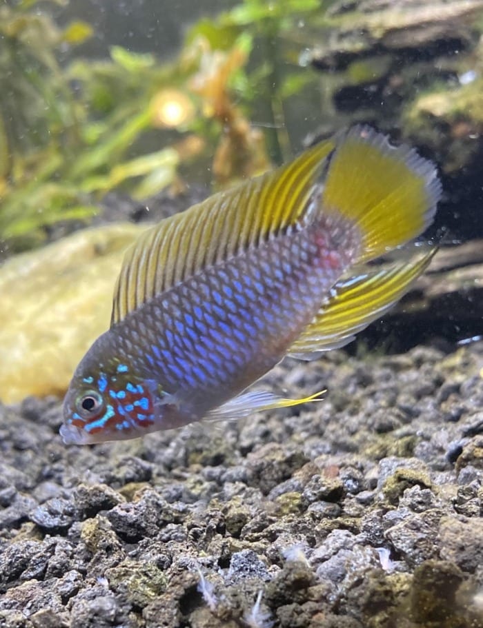 Pictured, apistogramma borellii