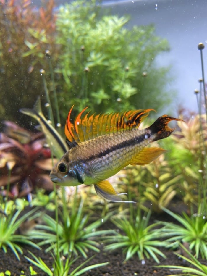 Pictured, apistogramma cacatuoides