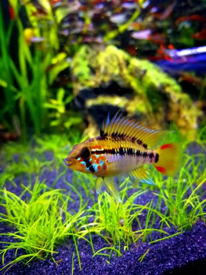 A vividly colored Apistogramma Macmasteri