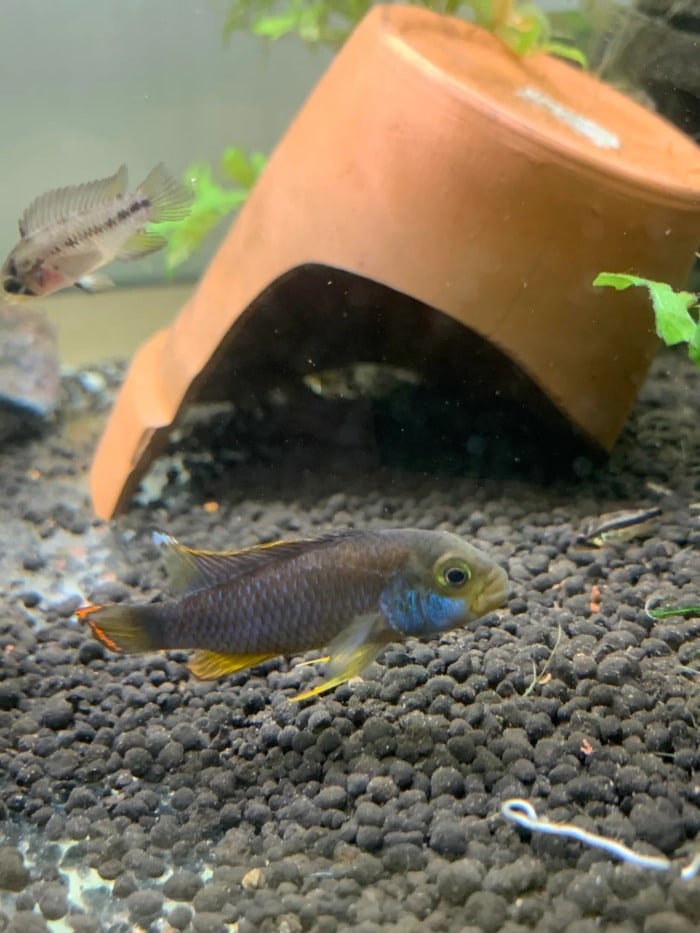 Pictured, apistogramma nijsseni patrolling the bottom of its tank