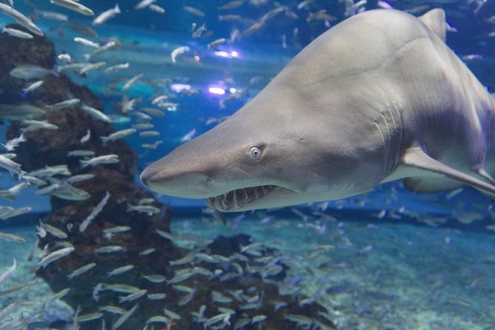 Pictured, A great Sand Tiger Shark from Aqua Planet Jeju