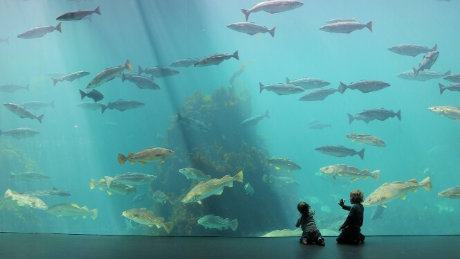 Pictured, two children observing a huge aquarium tank in the Atlantic Sea Park.