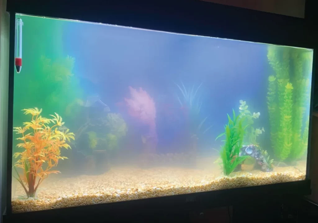 Cloudy aquarium due to bacterial-bloom