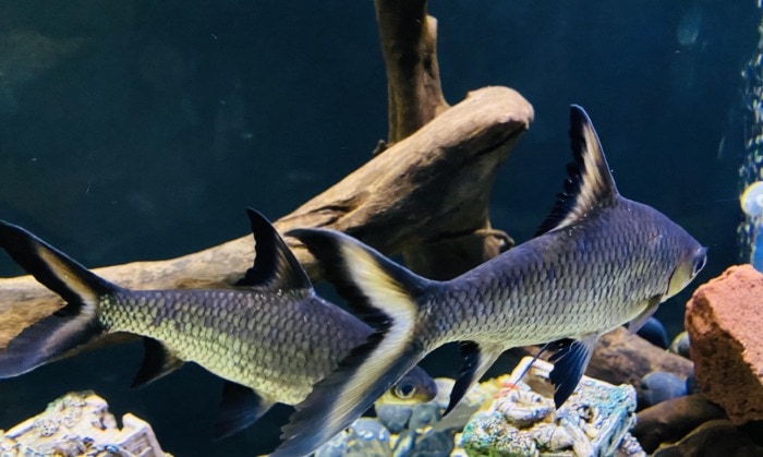 two huge bala sharks keeping each other company