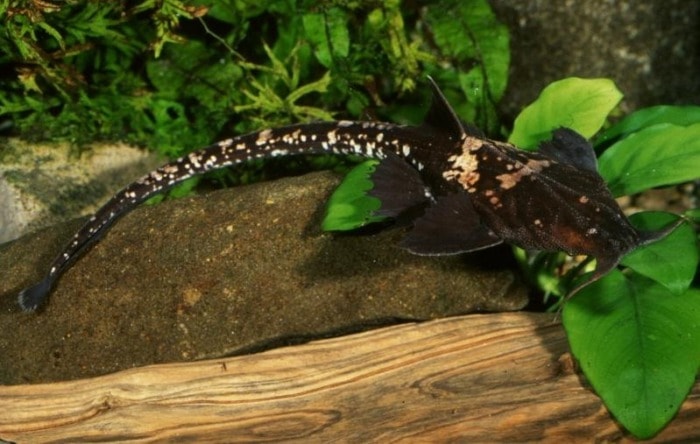 Banded Banjo Catfish at the top of an aquarium rock
