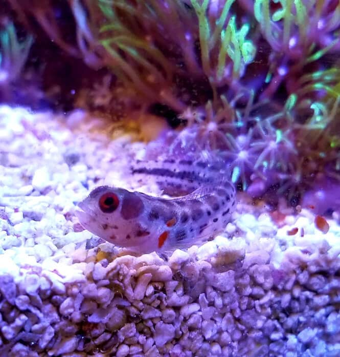 A Panamic Barnacle Blenny Fish swimming over the sandbed.