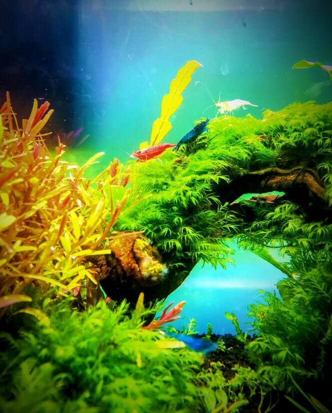 Beautiful shrimp in a heavily planted aquarium.