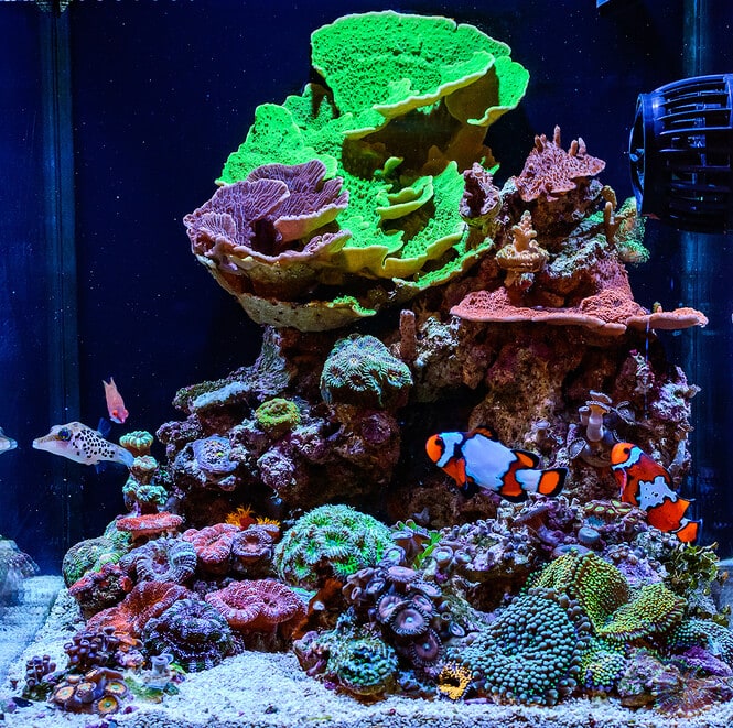 a beautiful small reef tank with corals and fish
