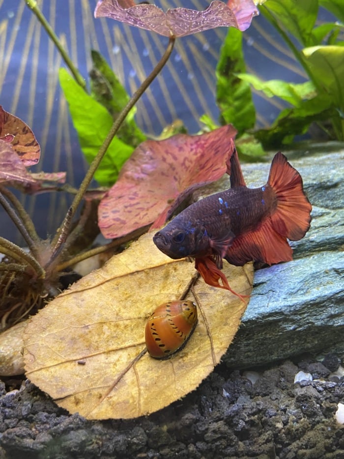 betta and nerite snail