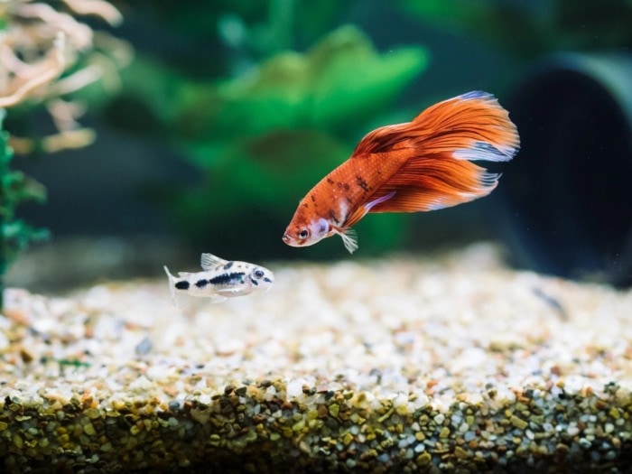 betta and pygmy cory