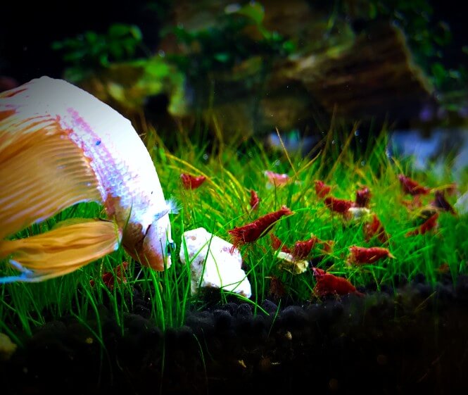 Betta and shrimp in a carpet of dwarf hairgrass.