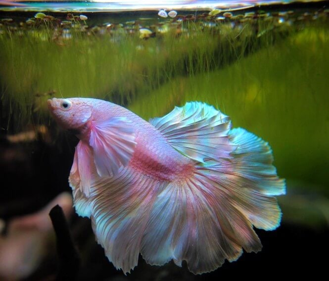 Pinkish Betta fish