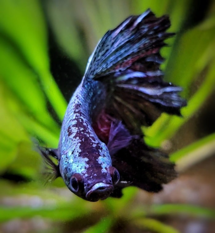 Pictured, A dark-purple Betta fish with light blue spots