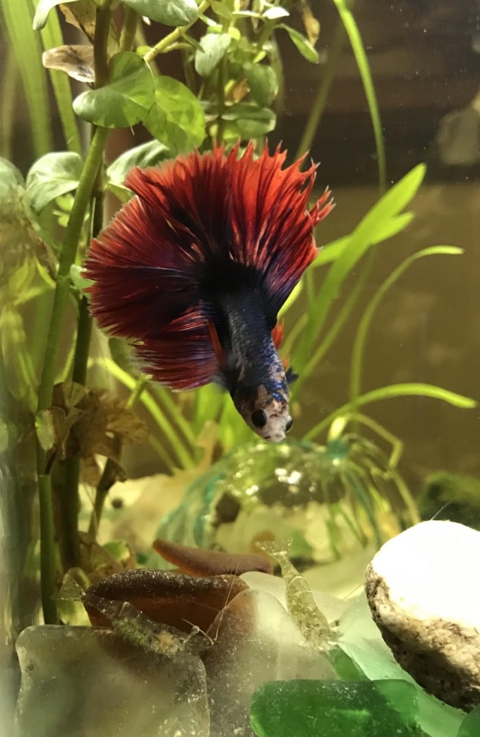 betta looking at ghost shrimp
